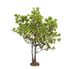 Obraz premium Cashew nut tree