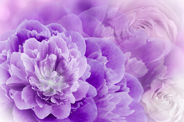 Floral spring  purple   background. Flowers and petals of rose and peony. Close-up. Nature.