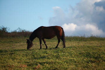 horses in the field