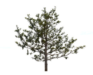 Buchania sianensis Miq. is a medicinal plant isolated on a white background.