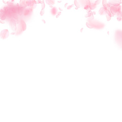 Sakura petals falling down. Romantic pink flowers gradient. Flying petals on white square background. Love, romance concept. Alive wedding invitation.