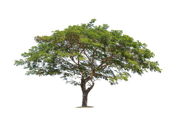 isolated big tree on White Background. tropical trees isolated used for design, advertising and architecture
