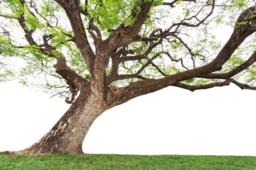 Obraz premium isolated big tree on White Background. tropical trees isolated used for design, advertising and architecture