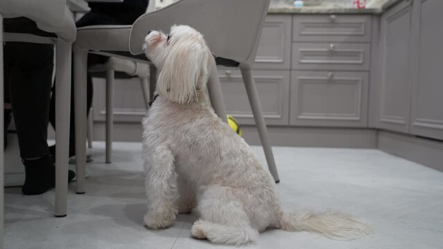 Obedient Chinese crested dog sits next to owner and begs for food. Dog looks with sad eyes ask begging for food.
