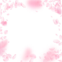 Fototapeta premium Sakura petals falling down. Romantic pink flowers vignette. Flying petals on white square background. Love, romance concept. Ideal wedding invitation.