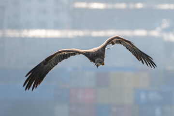 eagle