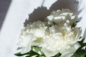 white peonies on a white background. sunny day