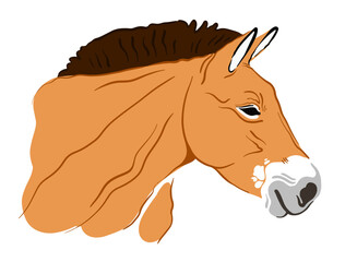 head of a Przewalski's horse 