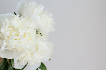 white peonies on a white background.
