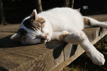 可愛い野良猫が昼寝している日本の地域猫