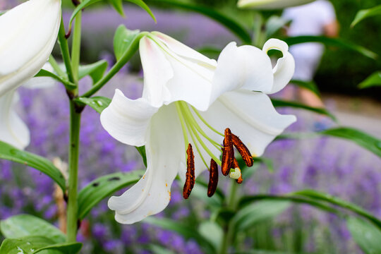 One large white flower of Lilium or Lily plant in a British cottage style garden in a sunny summer day, beautiful outdoor floral background photographed with soft focus.