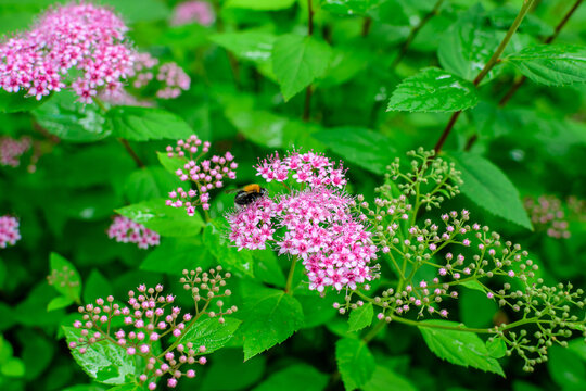 Close up of large branch with delicate pink flowers of Spiraea nipponica genpei shrub in full bloom and a small Green June Bug, beautiful outdoor floral background of a decorative plant.