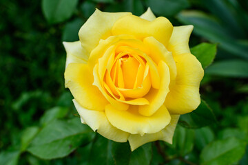 Large green bush with one fresh vivid yellow rose and green leaves in a garden in a sunny summer day, beautiful outdoor floral background photographed with soft focus.