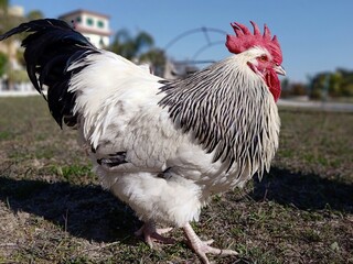 Big male sussex chicken or rooster in the garden. English sussex chicken breed.