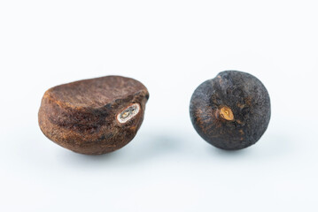 Comparison chart of large-seed camellia seeds and small-seed camellia seeds
