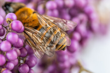 A bee on a purple pearl