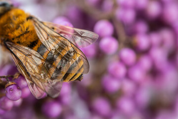 A bee on a purple pearl