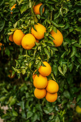 Close up of ripe oranges on branch