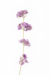 Obraz premium A purple bead on a white background