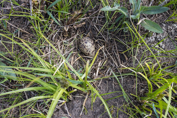 Tringa totanus. The nest of the Redshank in nature.