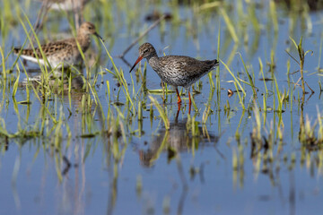 Redshank (Tringa totanus).