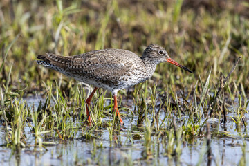 Redshank (Tringa totanus).