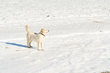 dogs playing in snow