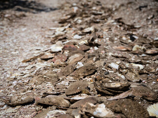 Seashell road, Fishers Village, Mui Ne, Vietnam