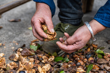 Farmer hands peeling camellia seeds