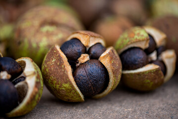 The camellia fruit harvested in autumn, the camellia fruit that is sun-dried