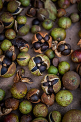 The camellia fruit harvested in autumn, the camellia fruit that is sun-dried
