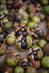 The camellia fruit harvested in autumn, the camellia fruit that is sun-dried