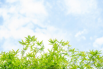 Upside-down shot of bamboo leaves sky background