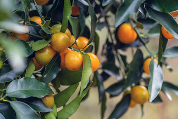 Ripe kumquats on tree in autumn