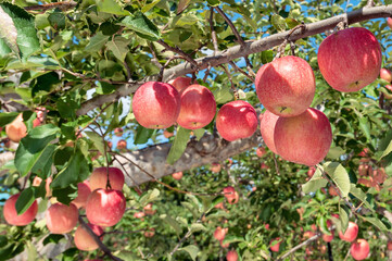 【青森県弘前市りんご】岩木山麓津軽の秋、りんご園は収穫中