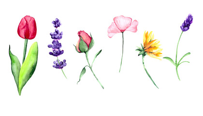 Tulip, rose, lavender and sunflower isolated on white background. Watercolor collection of wildflowers for the design and decoration of botanical postcards, posters and illustrations.