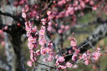 日本の梅の花