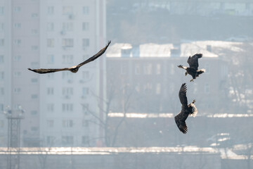 eagle