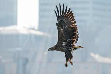 eagle
