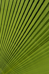 Tropical green background. Tropical leaf texture, palm foliage nature green background.