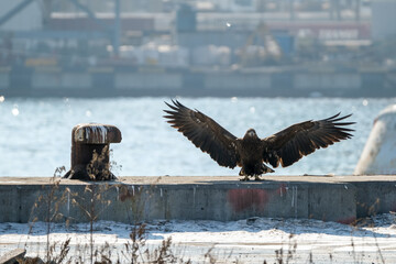 eagle