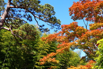 緑の松と紅葉。昭和記念公園にて。