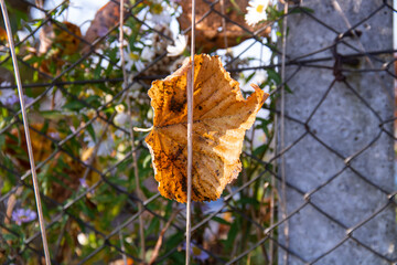 autumn leaves