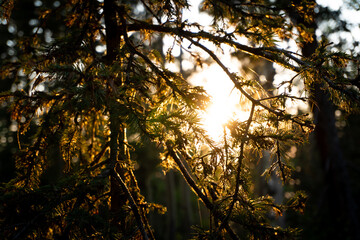 sunrise in the forest