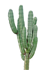 Cactus isolé sur fond blanc