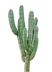 Fototapete Kaktus Kaktus isoliert auf weißem Hintergrund