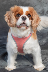 King Charles Spaniel sits on floor in a studio with grey background