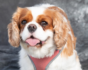 King Charles Spaniel sits on floor in a studio with grey background