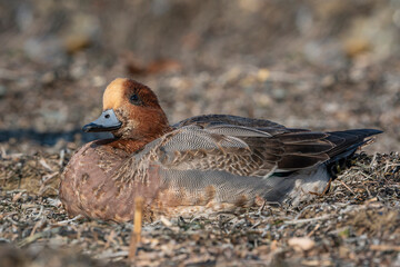 Eurasian Wigeon (Mareca penelope) lying on dry seaweed on the beach