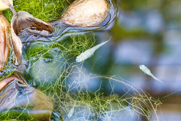 奇麗な池に泳ぐメダカ